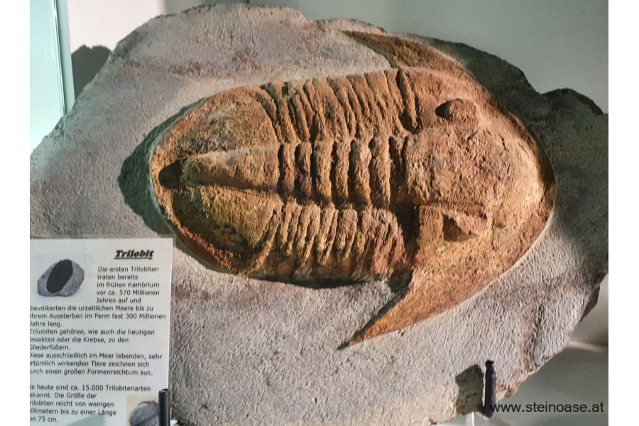 Trilobit  versteinert XL